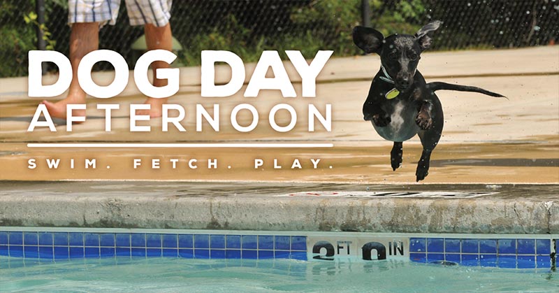 dog swim day 2019
