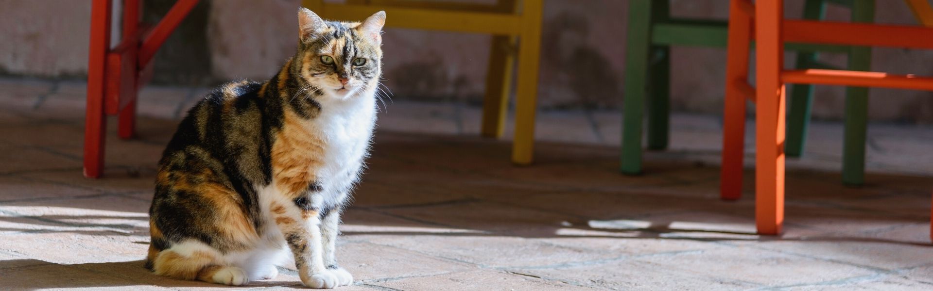 Lost Cats – Charleston Animal Society