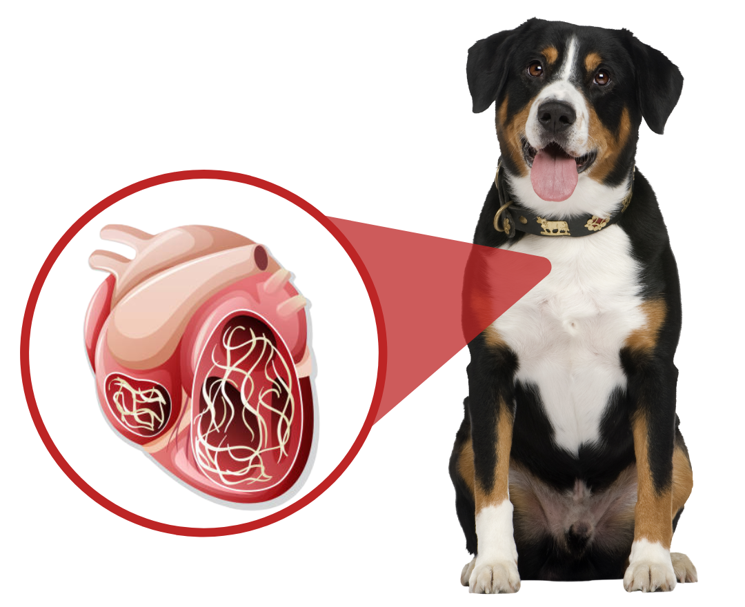 what happens to a dog with heartworms