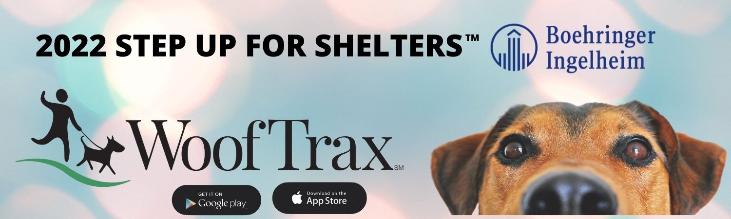 Step for Shelters Hero Image