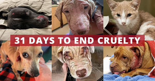 31 Days to End Cruelty – Charleston Animal Society