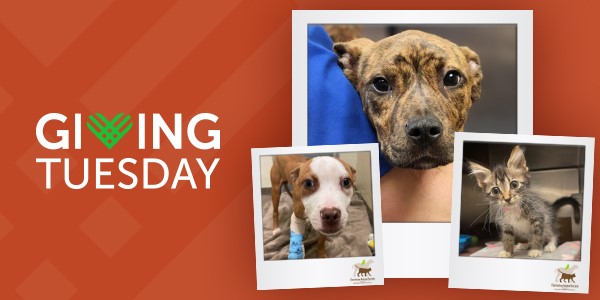 Giving Tuesday: Double Your Donation – Charleston Animal Society