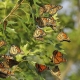 Group of Monarch Butterflies