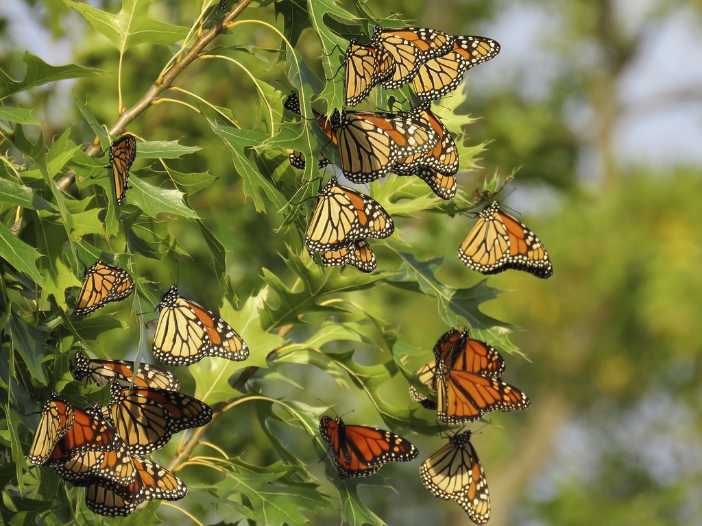 Group of Monarch Butterflies