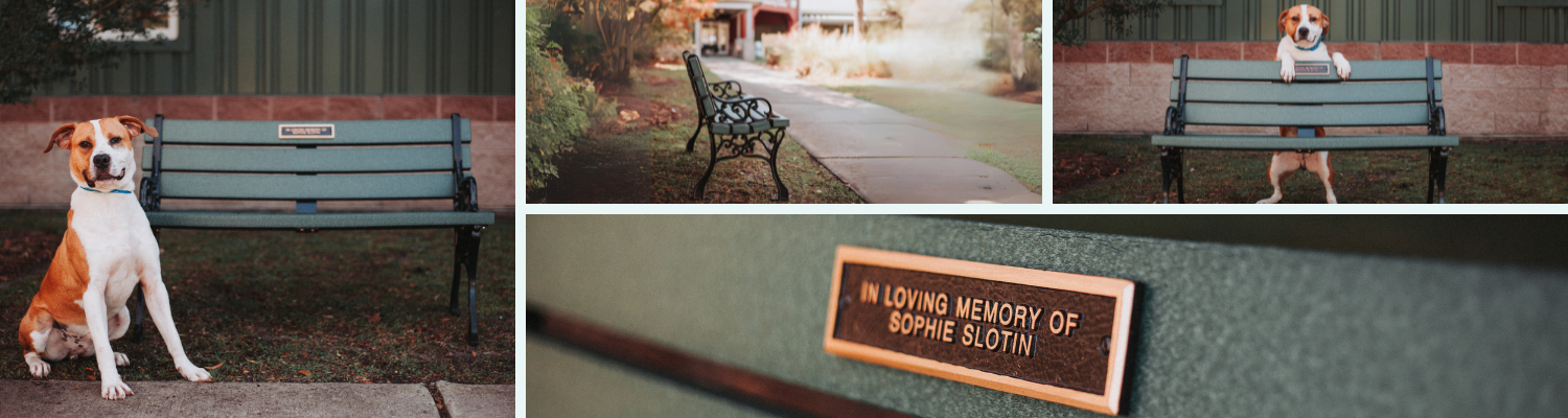 bench