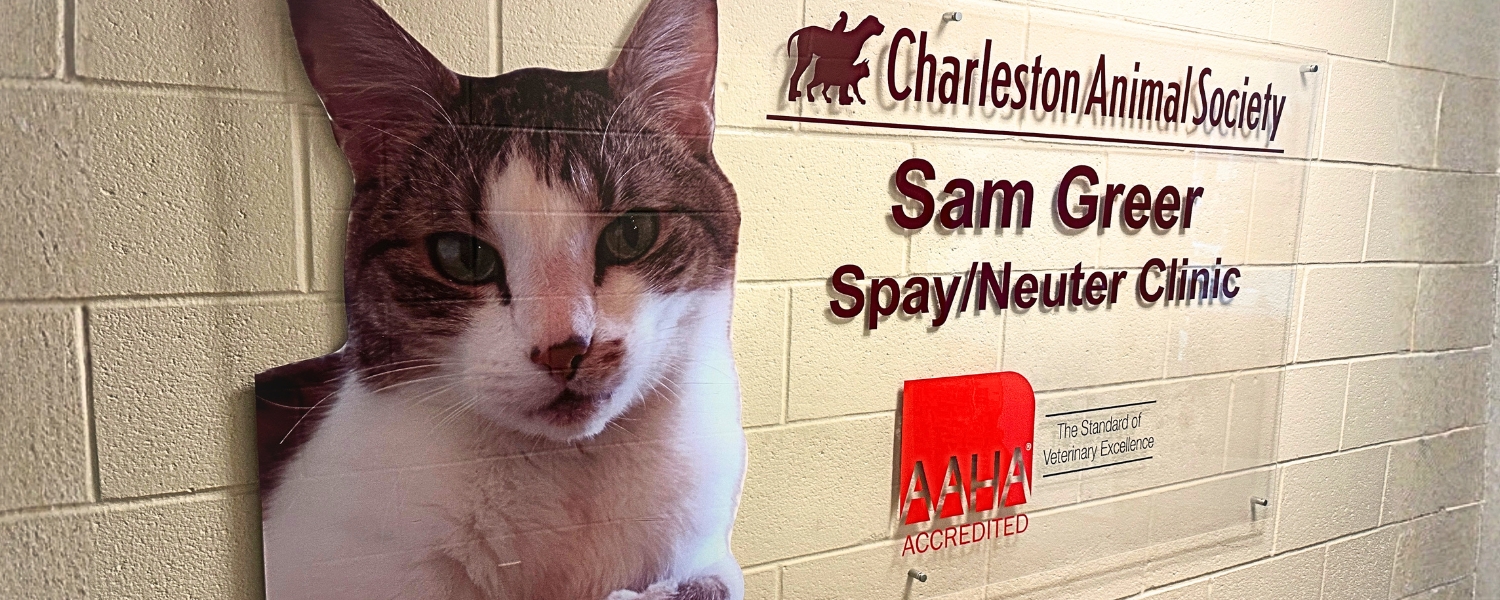 spay