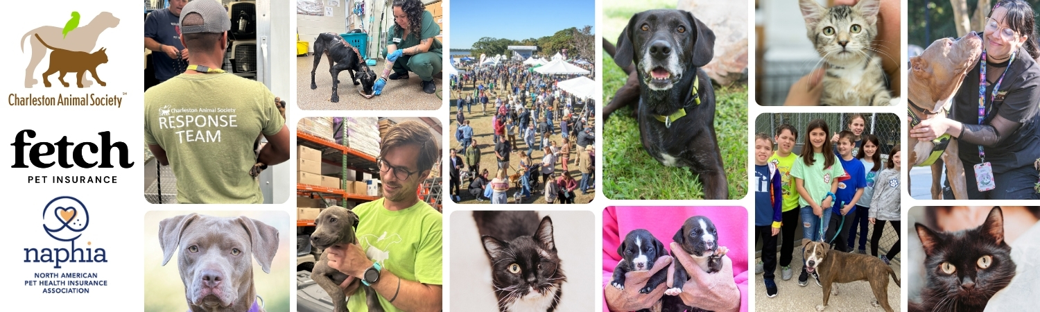 banner animal collage (1)